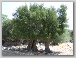 pag07_12.jpg