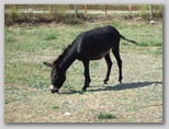 pag07_70.jpg