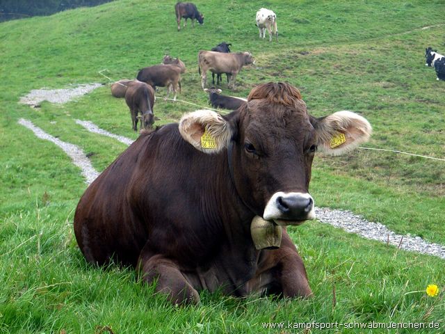 Thalkirchdorf_2009_052.jpg